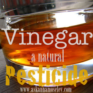 Vinegar Uses: Natural Pesticides