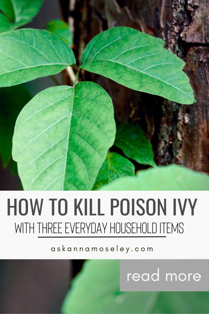 How to Kill Poison Ivy with Everyday Household Ingredients | Ask Anna