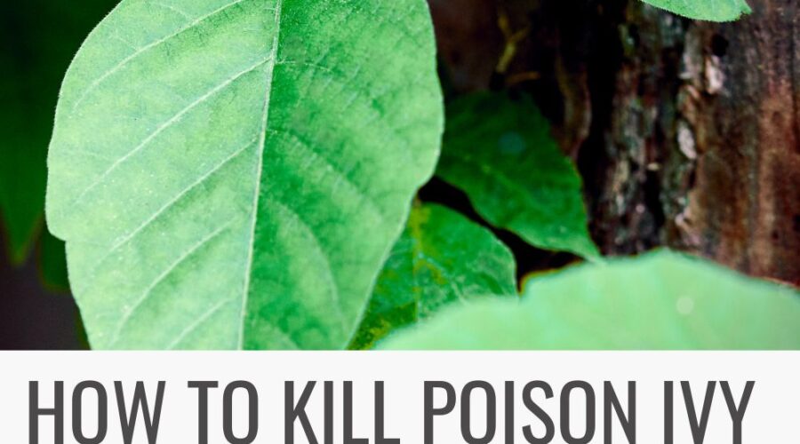 How to Kill Poison Ivy with Everyday Household Ingredients | Ask Anna