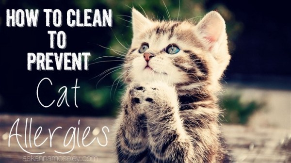 How to clean to prevent cat allergies - Ask Anna