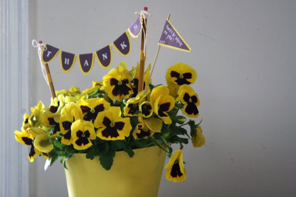 Potted pansies for a teacher