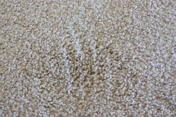 How to remove carpet stains (old, new and pet stains!) - Ask Anna