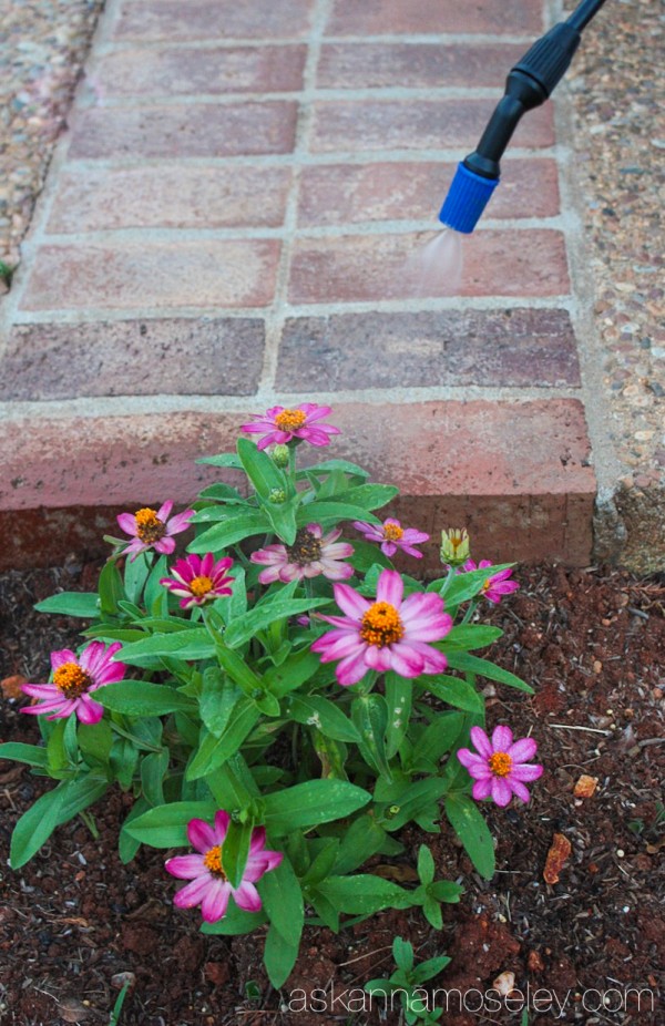 How to save water but still water your flowers during a droughtHow to save water but still water your flowers during a drought - Ask Anna