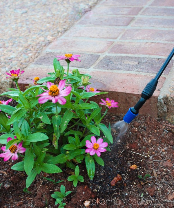 How to save water but still water your flowers during a droughtHow to save water but still water your flowers during a drought - Ask Anna