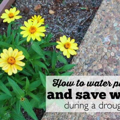 How to Save Water When Watering Plants & a Giveaway!