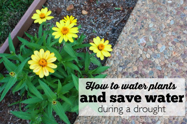 How to save water but still water your flowers during a droughtHow to save water but still water your flowers during a drought - Ask Anna