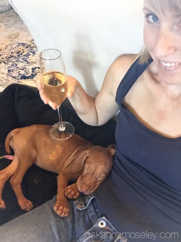 Meet Scarlett, our new Vizsla | Ask Anna