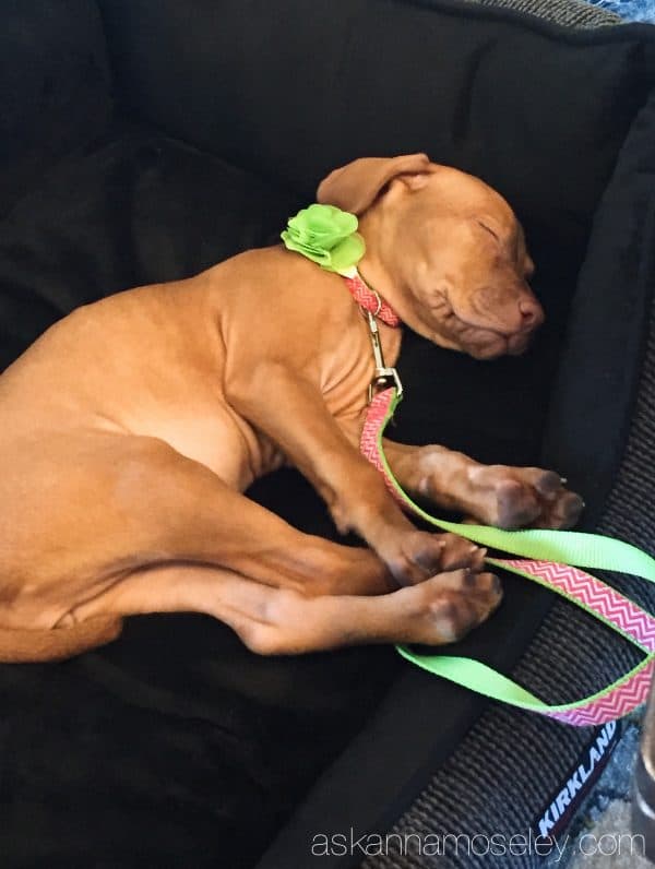 Meet Scarlett, our new Vizsla | Ask Anna