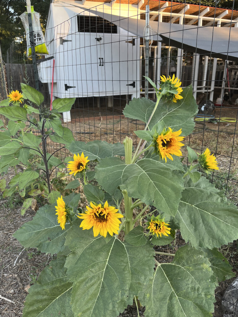 Flower garden at Little Wagon Farmstead.