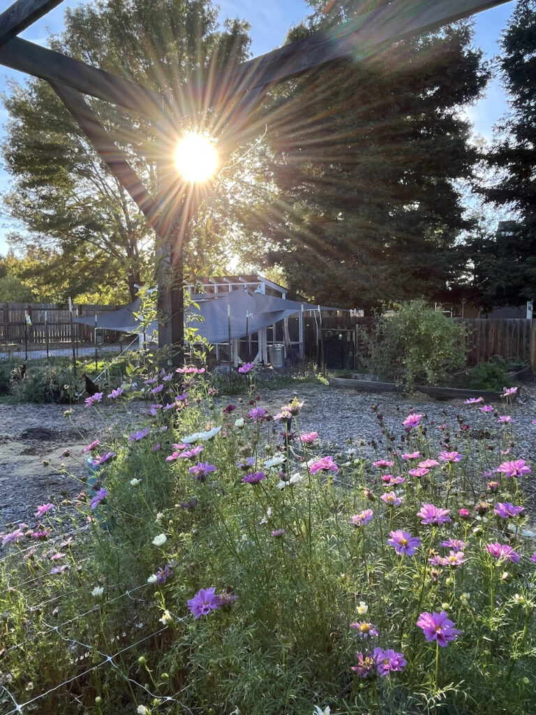 Flower garden at Little Wagon Farmstead.