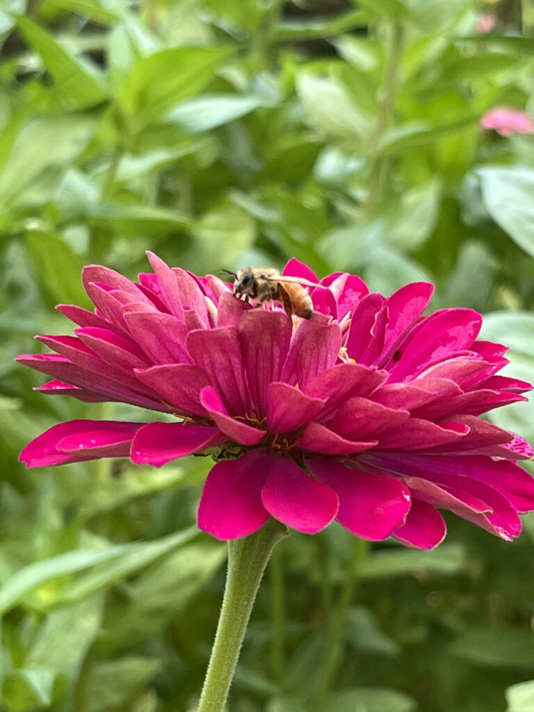 Zinnia with a bee pollinating the flower.