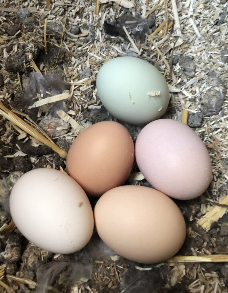 Rainbow eggs at Little Wagon Farmstead.