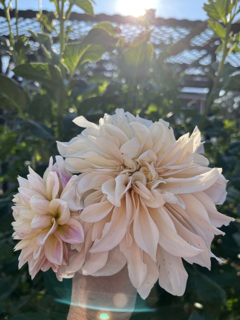 Cafe au Lait dahlias at Little Wagon Farmstead.