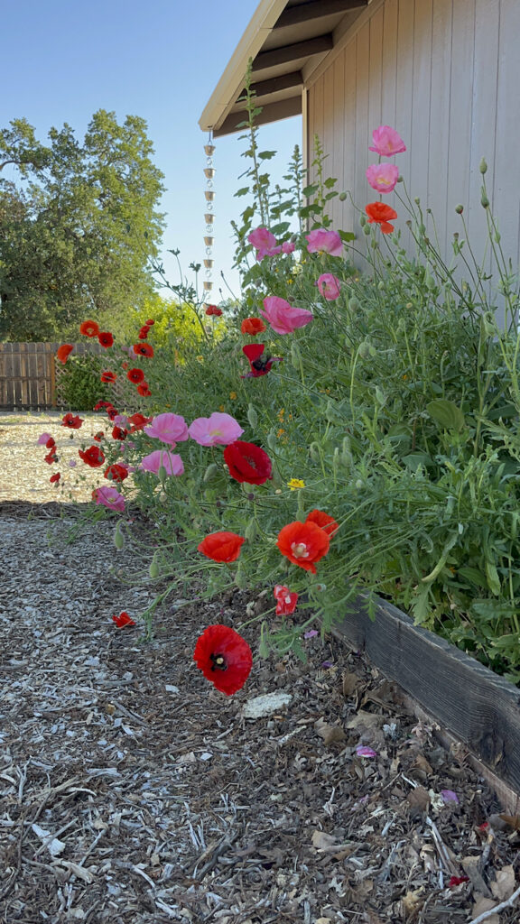 Poppies blowing in the wind at Little Wagon Farmstead.